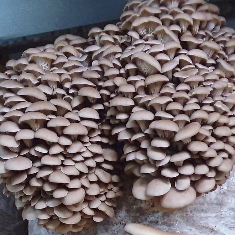 Princess of Pearl Oyster | Pleurotus ostreatus | Mushroom Grow Kit- Spray and Grow - 3kg 1 Clusters of oyster mushrooms growing closely together with overlapping caps in shades of light brown.