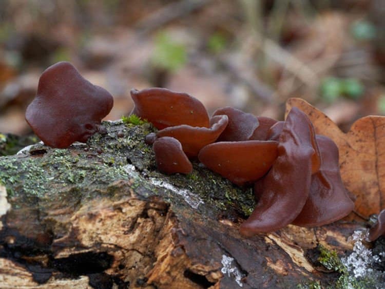Mushroom Liquid Culture | Wood Ear | Auricularia auricula-judae 1 Brown jelly ear mushrooms growing on a mossy, decaying log in a forest setting.