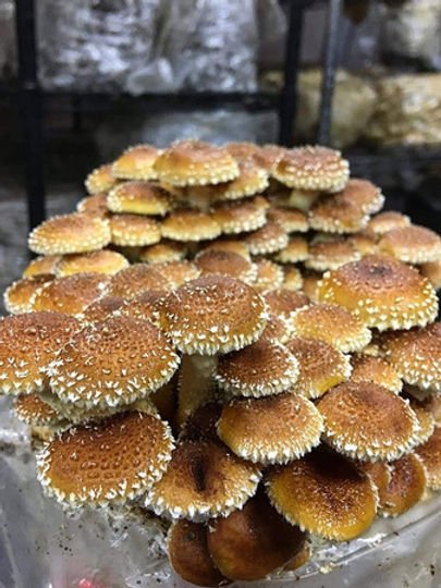 Colonized Mushroom Culture On Agar Plate | Chestnut | Pholiota adiposa 2 A group of mushrooms in a glass jar.
