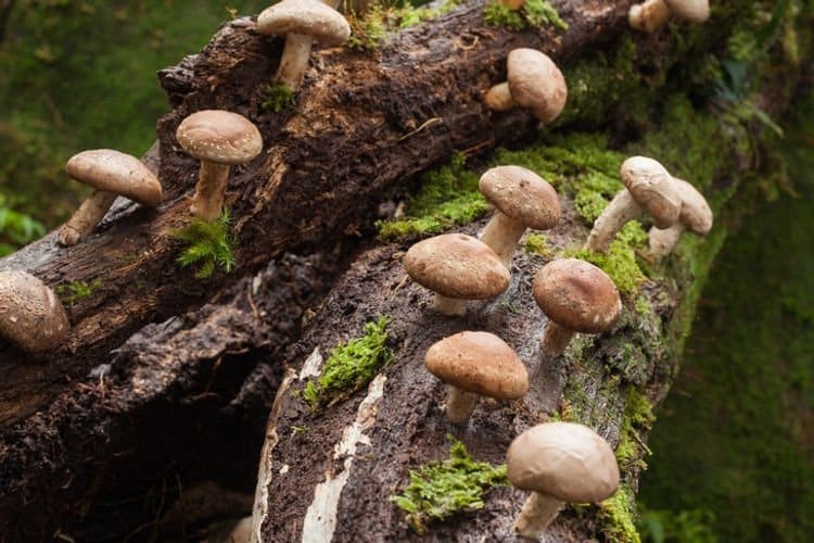 Sawdust spawn for mushroom log inoculation- 3kg | Shiitake – 5000 | Lentinula edodes 1 Brown mushrooms growing on a mossy, fallen log in a forest.