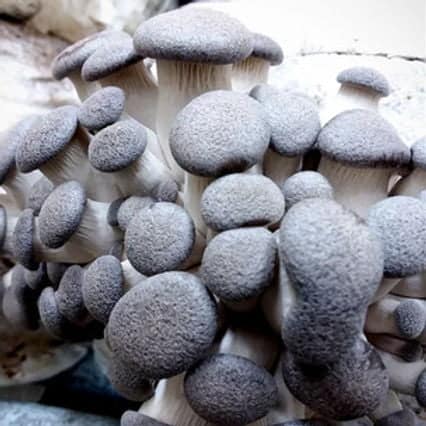 Black King Oyster Mushroom Grow Kit 1 A cluster of grey-brown king oyster mushrooms growing closely together.