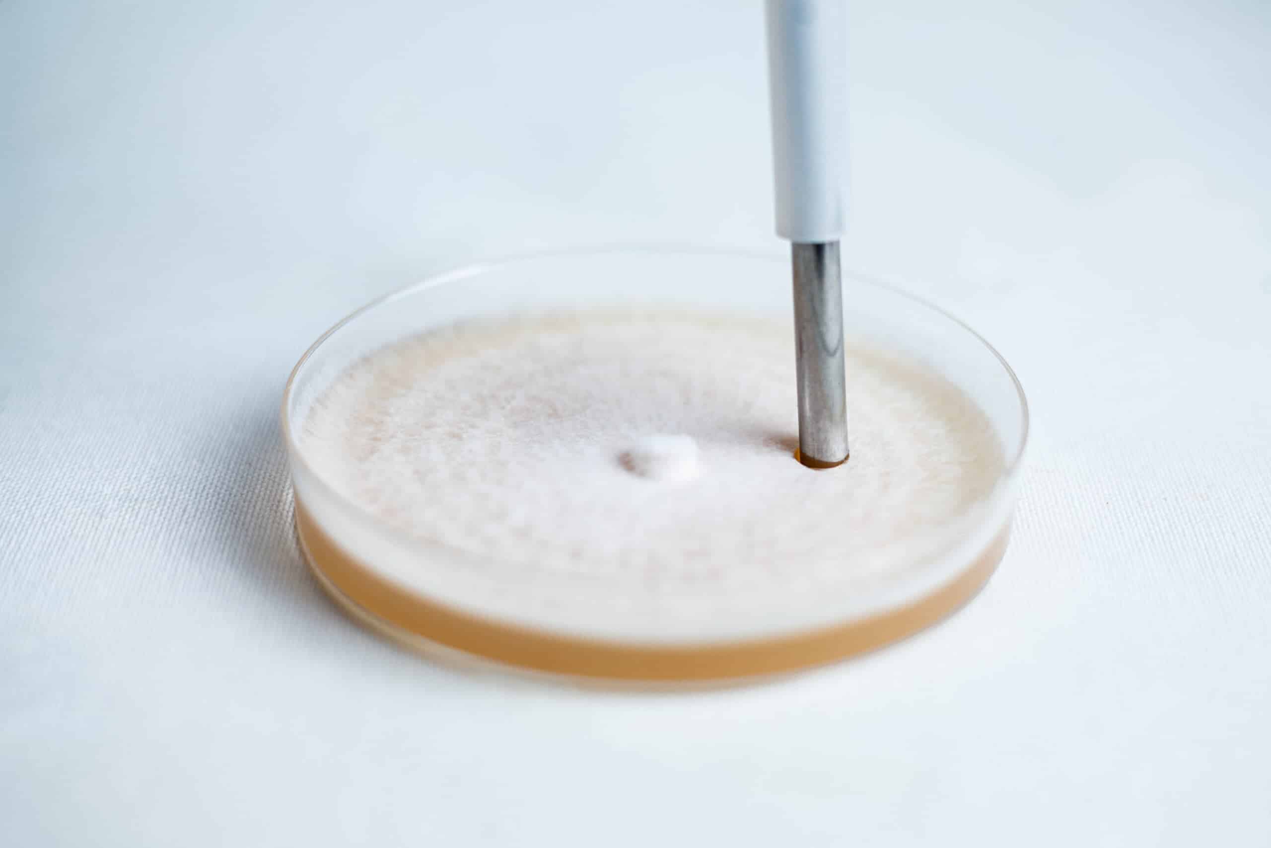 Colonized Mushroom Culture On Agar Plate | Ivory Shimeji | Hypsizygus tessulatus 3 A Colonised Mushroom Culture On Agar Plate (Blue Pearl Oyster, Pleurotus columbinus) features visible mould growth interacting with a metal instrument.