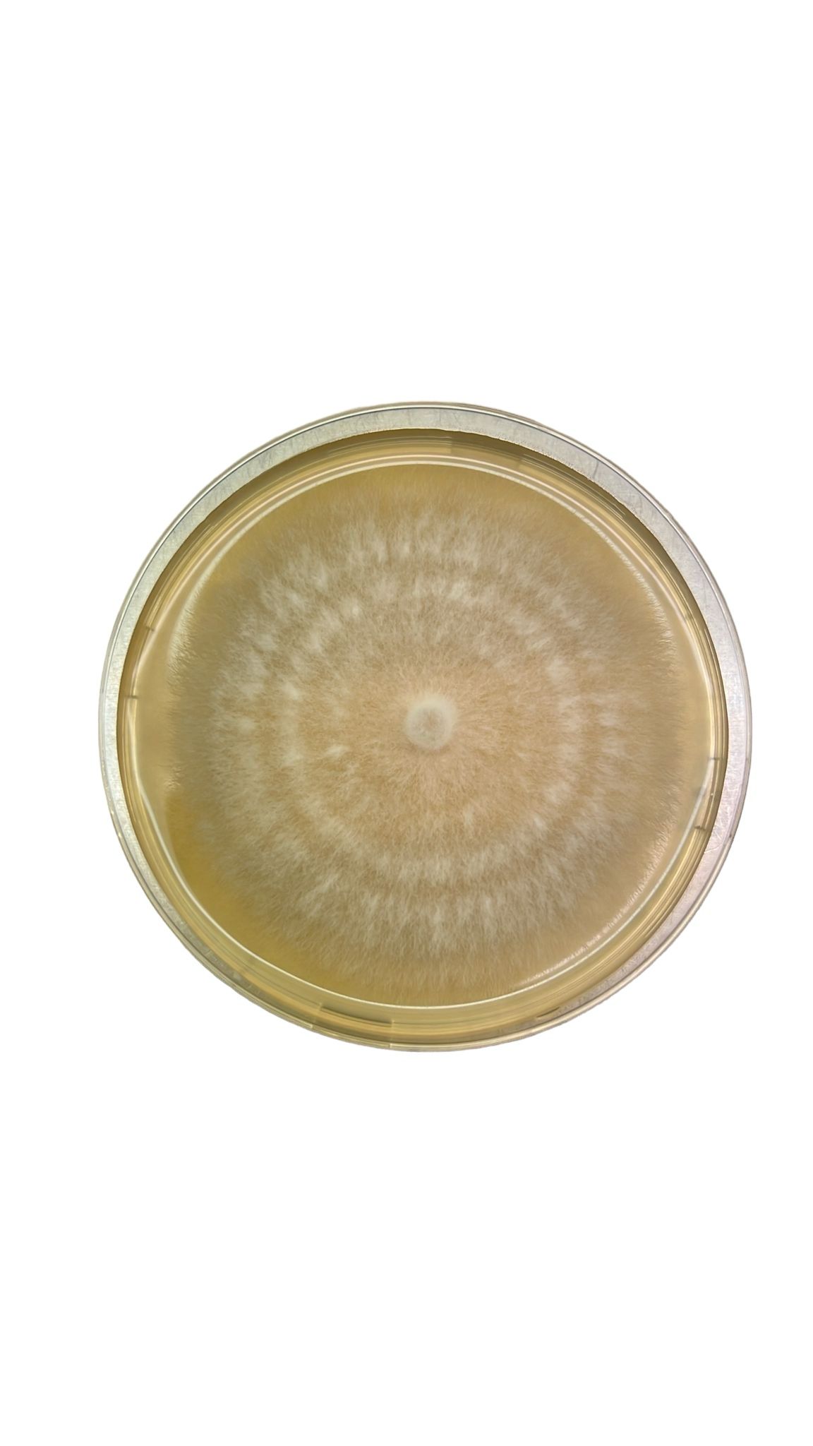 Agar punch transfer tool 6 Agar punch transfer tool shown with a Petri dish featuring a circular, fuzzy mould colony on yellow agar—perfect for use in mycological studies.