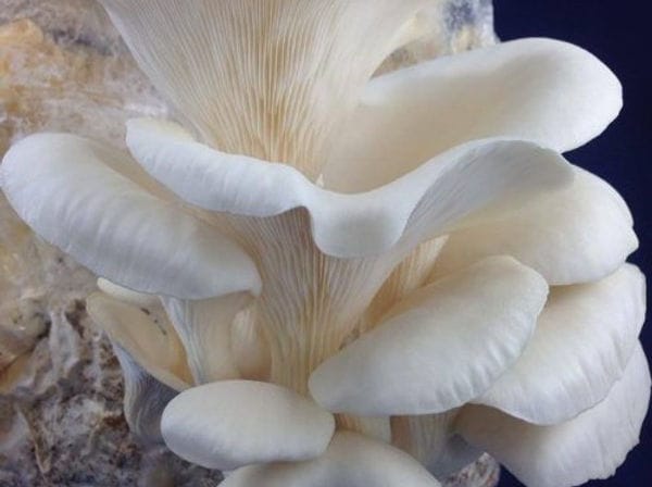 White oyster mushrooms growing in clusters, showing their smooth caps and delicate gills against a dark background.
