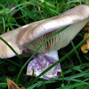 Mushroom Supplies in Sydney 16 A pale purple mushroom with gills, growing in grass next to a yellow leaf.
