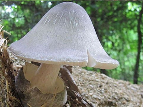 Mushroom Liquid Culture | Paddy Straw | Volvariella volvacea 1 A pale mushroom with a smooth cap grows on a forest floor, surrounded by greenery and dappled sunlight.