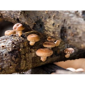Shiitake Mushrooms