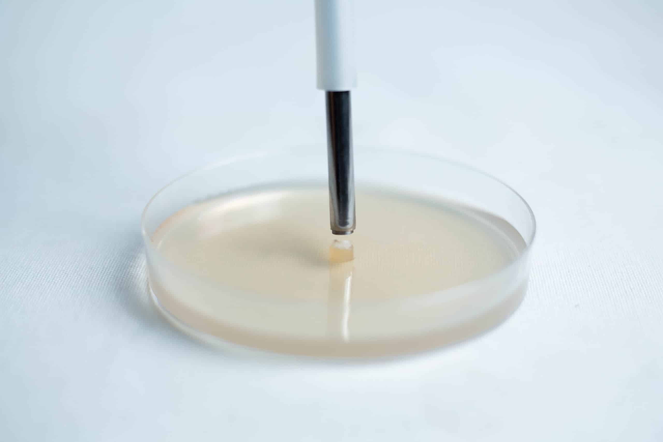 Agar punch transfer tool 5 A metal tool picks up a small sample from a clear petri dish with a light-coloured agar surface.