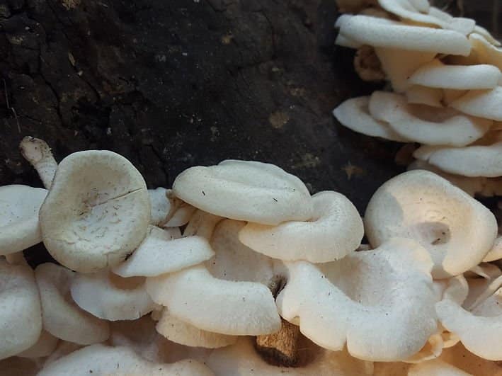 Log Dowel Mushroom Plug Spawn | White Elf | Pleurotus nebrodensis 1 White mushrooms growing closely together on a dark, rough tree trunk.
