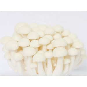 Home 39 A cluster of white shimeji mushrooms with smooth caps and slender stems on a plain background.