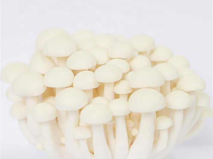 Colonized Mushroom Culture On Agar Plate | Ivory Shimeji | Hypsizygus tessulatus 2 A cluster of white shimeji mushrooms with smooth caps and slender stems on a plain background.