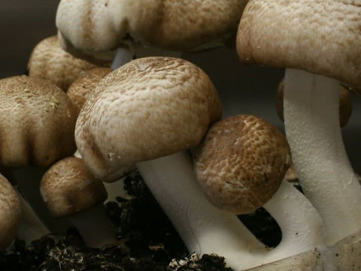 Mushroom Liquid Culture | Almond Mushroom | Agaricus blazei 1 Close-up of brown and white mushrooms growing together in dark soil.