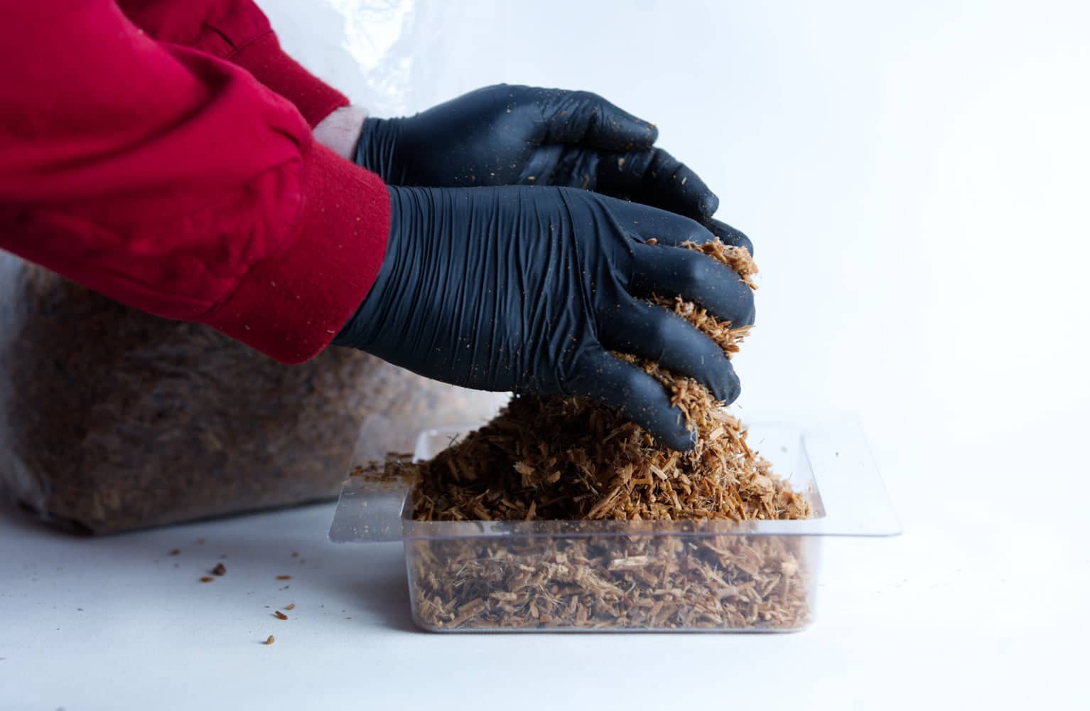 Hemp Substrate or Sawdust Substrate | Mycelium Growth Medium 5 Person wearing black gloves handling wood shavings in a clear plastic container on a white surface.