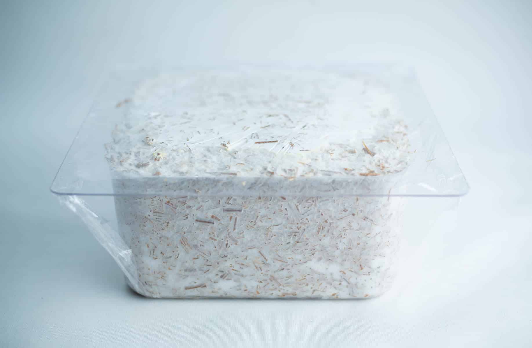 Mycelium Mold Growth Form - Plant pot Heavy Duty (Reusable) 13 A clear plastic container filled with white mycelium growing on a substrate.