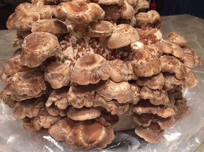 Mushroom Liquid Culture | Shiitake – 3782 | Lentinula edodes 1 A large cluster of brown mushrooms growing closely together on a surface covered with plastic.