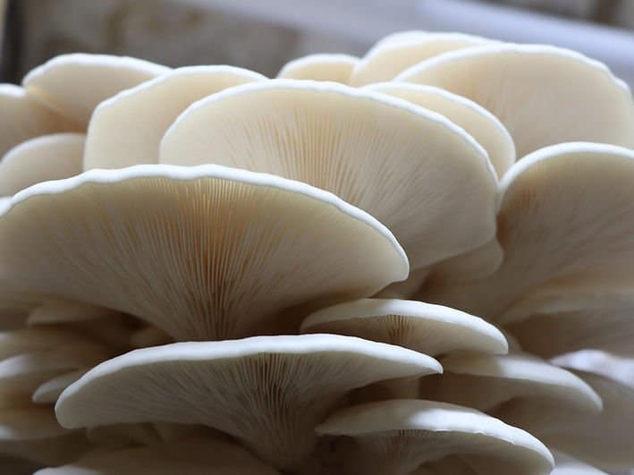 Warm White Oyster | Pleurotus ostreatus | Mushroom Grow Kit- Spray and Grow - 3kg 1 Close-up of clustered white oyster mushrooms showing their delicate gills and overlapping caps.