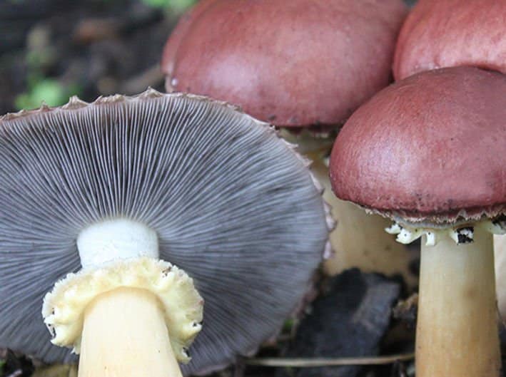 Colonized Mushroom Culture On Agar Plate for Wine Cap (Stropharia rugosoannulata) 2 Cluster of reddish-brown mushrooms with one showing its white gills and yellowish stalk.