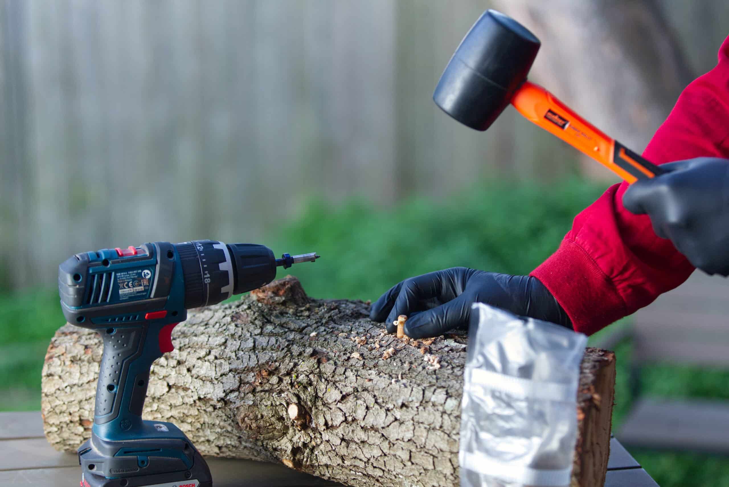 Log Dowel Mushroom Plug Spawn | Native Australian Reishi | Ganoderma steyaertanum 4 Gloved person taps a dowel from Log Dowel Mushroom Plug Spawn | Native Australian Reishi | Ganoderma steyaertanum into a log outdoors, with drill and bag nearby.