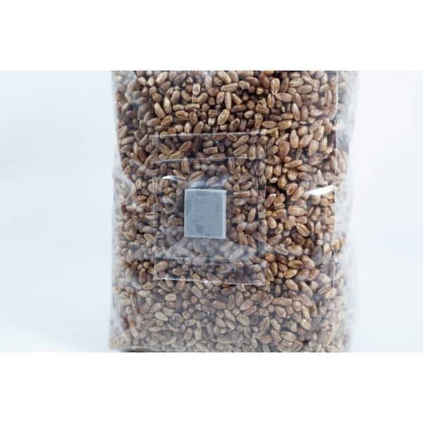 A clear plastic bag filled with pre-sterilised organic rye grain for mushroom cultivation, sealed with an injection port and air-filter patch.