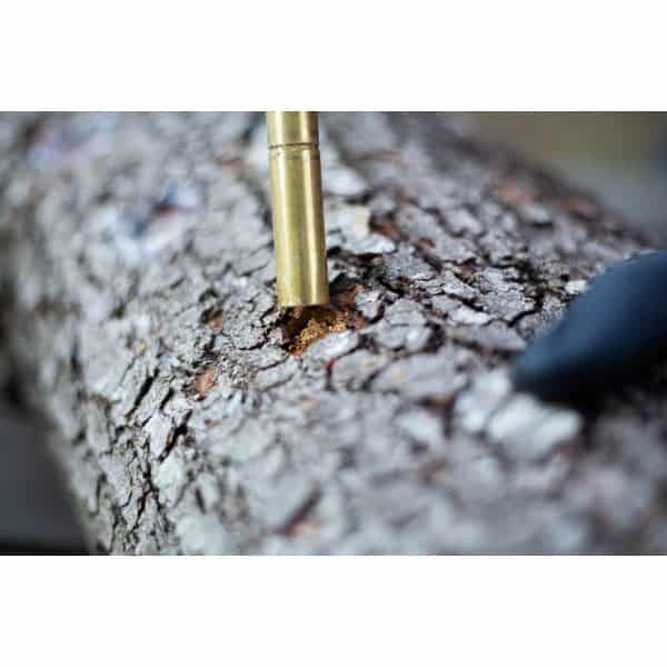 A brass tool is being pressed into the bark of a tree trunk, next to a gloved hand.