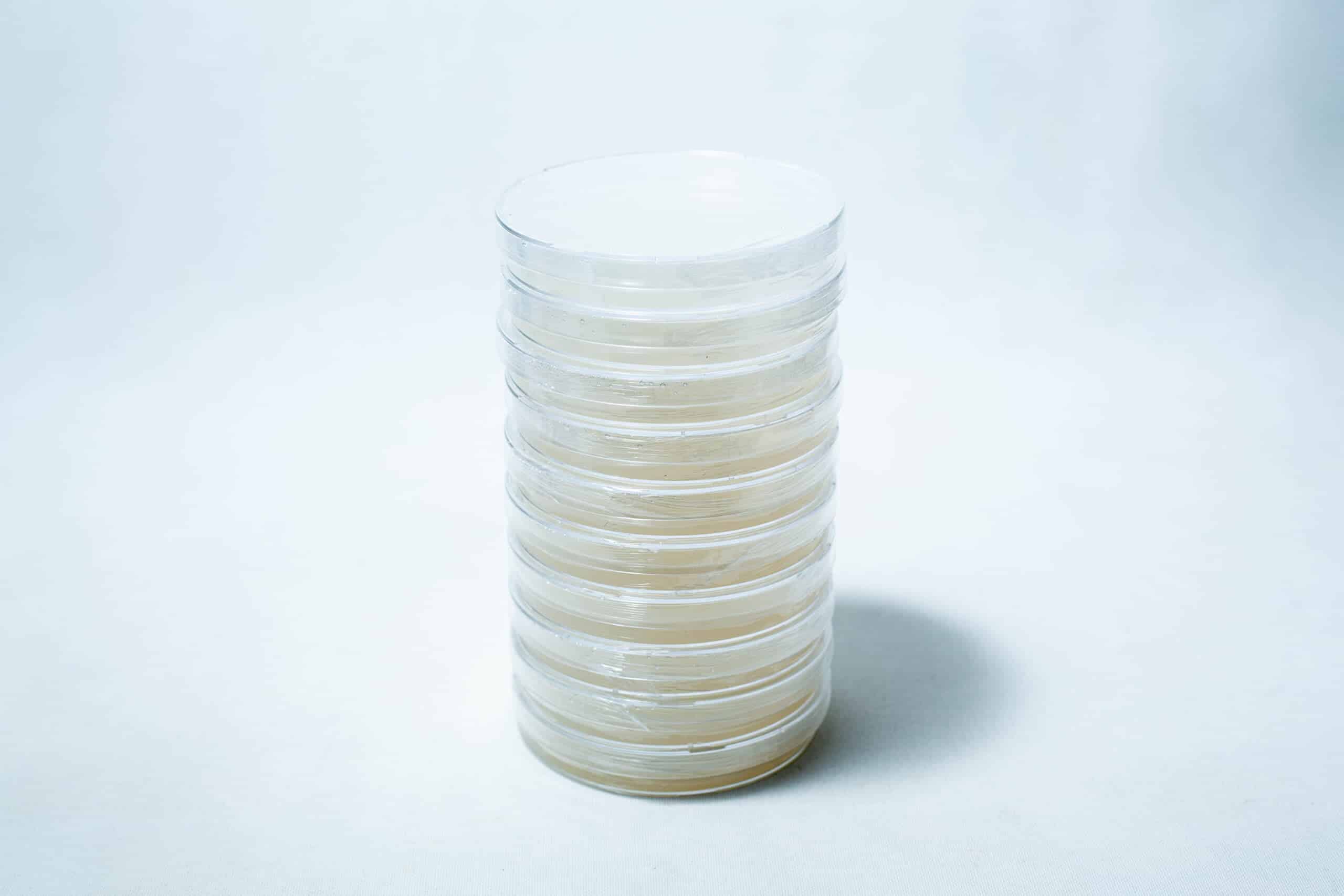 Sterile Water Agar Petri Dishes (WA) x10 with Parafilm 2 A stack of clear, sealed petri dishes filled with a light-coloured substance on a white background.