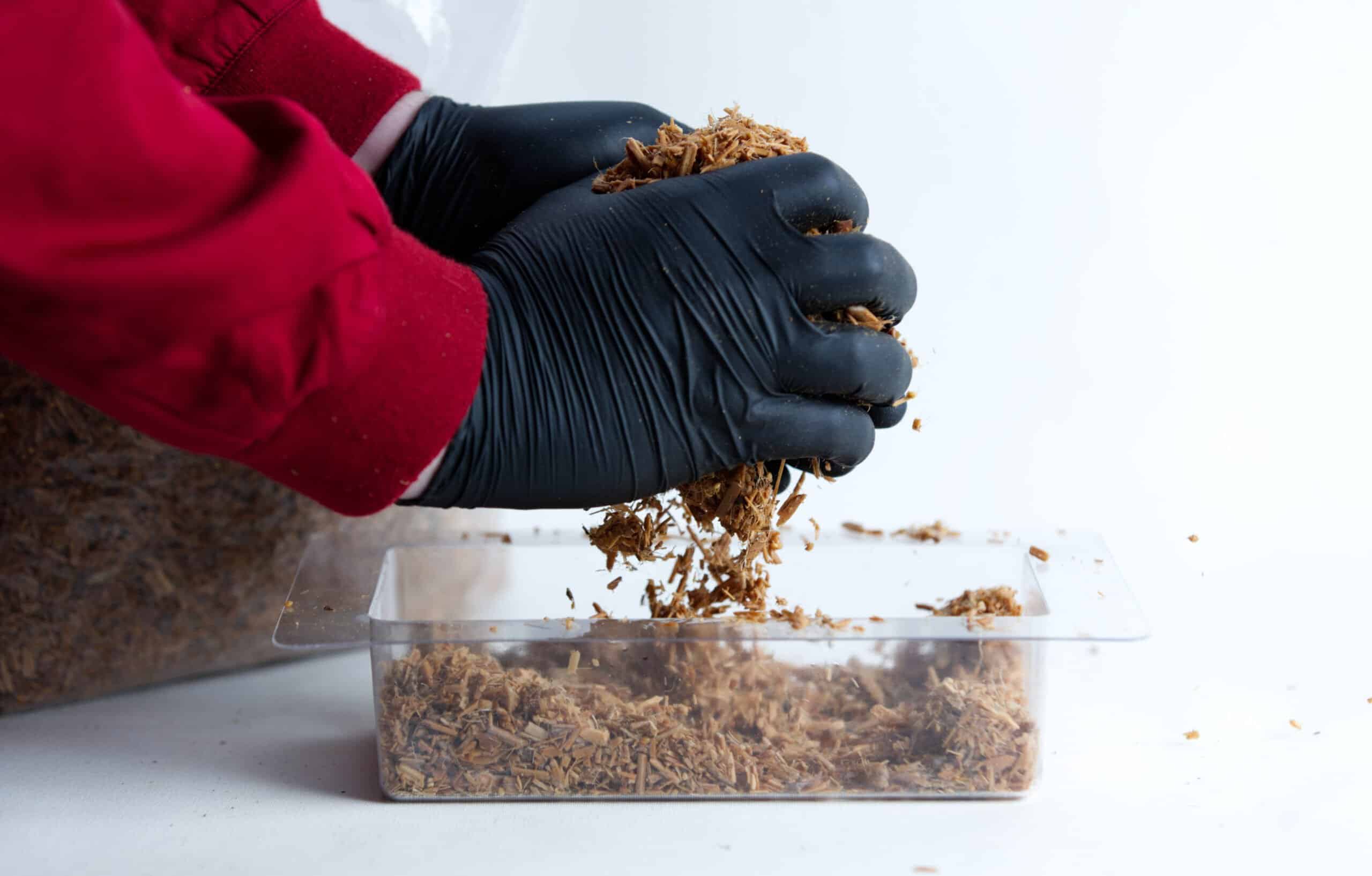 Mycelium Mold Growth form -Brick (Reusable) 9 Hands in black gloves breaking up substrate over a clear plastic container with a white background.