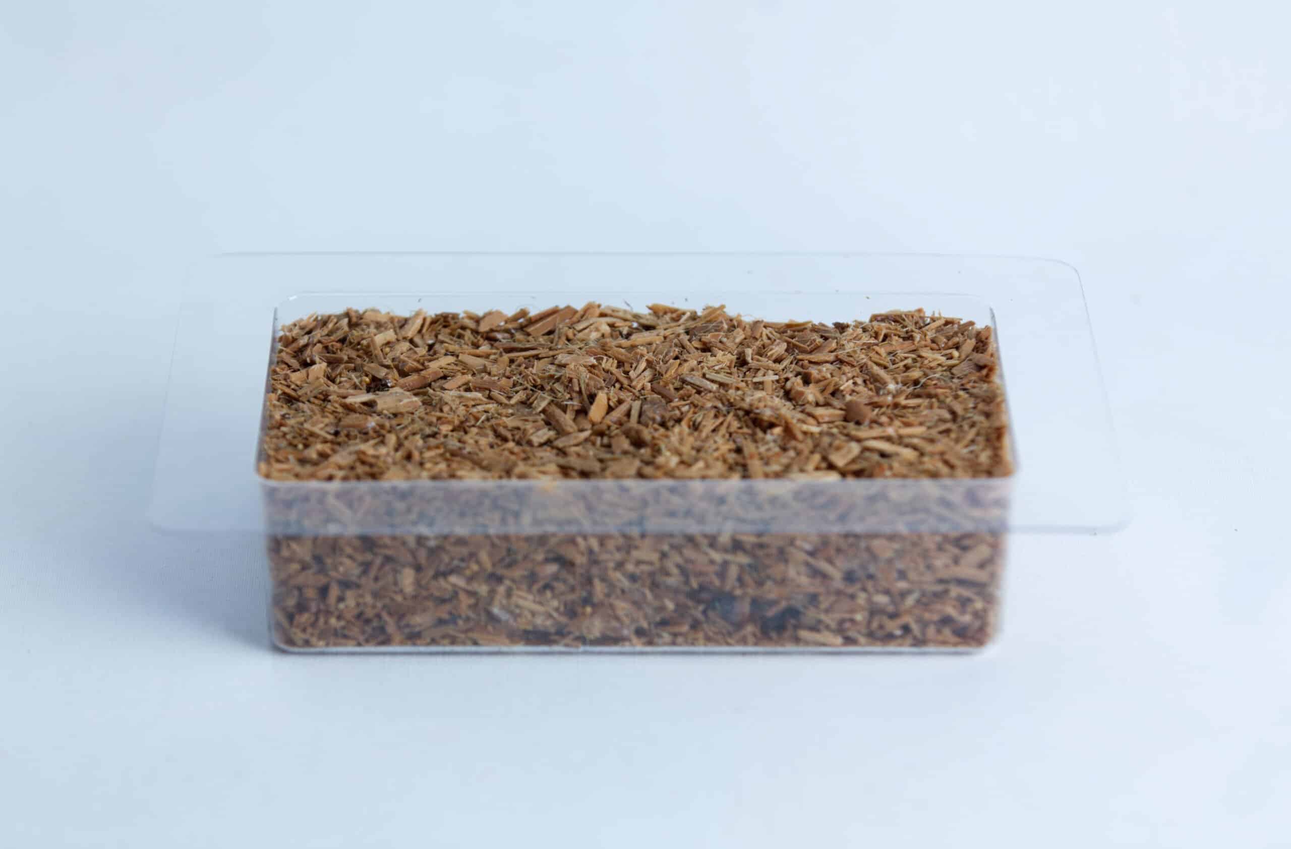 Mycelium Mold Growth form -Brick (Reusable) 7 A clear plastic container filled with light brown wood chips on a white background.