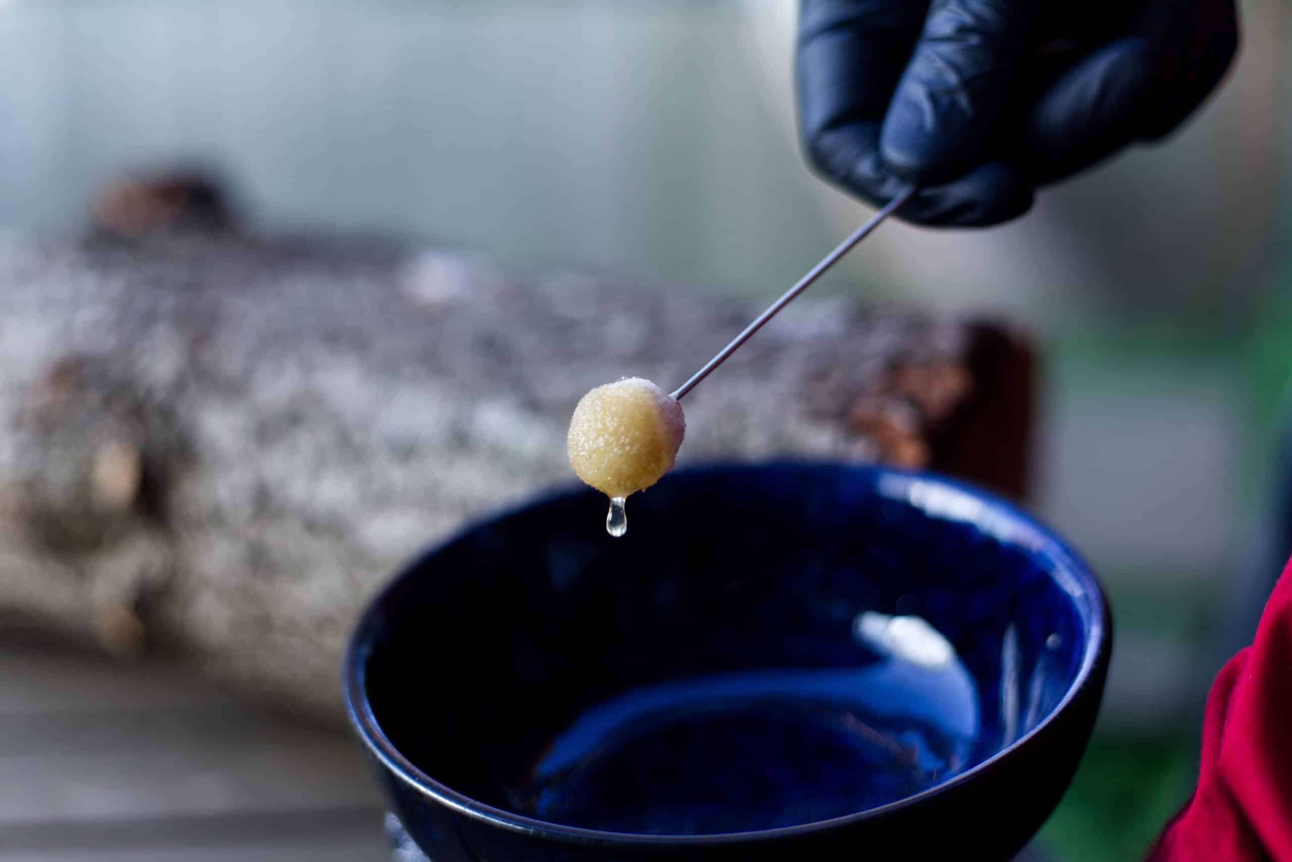 Mushroom Log Kit | Mushroom Inoculation Kit (Log Dowel) 5 A gloved hand holds a stick with a honey dripper above a blue bowl, honey dripping off.