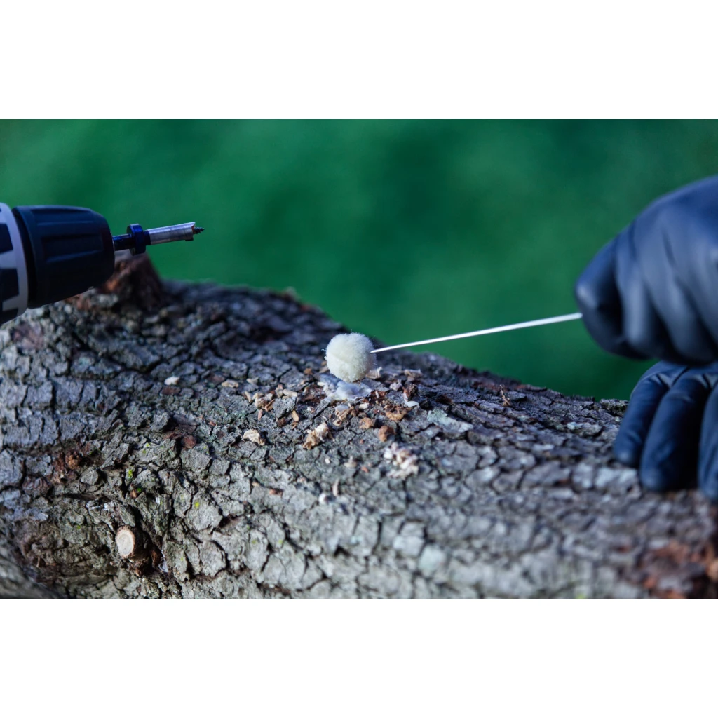 How to grow mushrooms on logs and select ideal trees in Australia? 3 Drill Bit hole sealed with beex wax