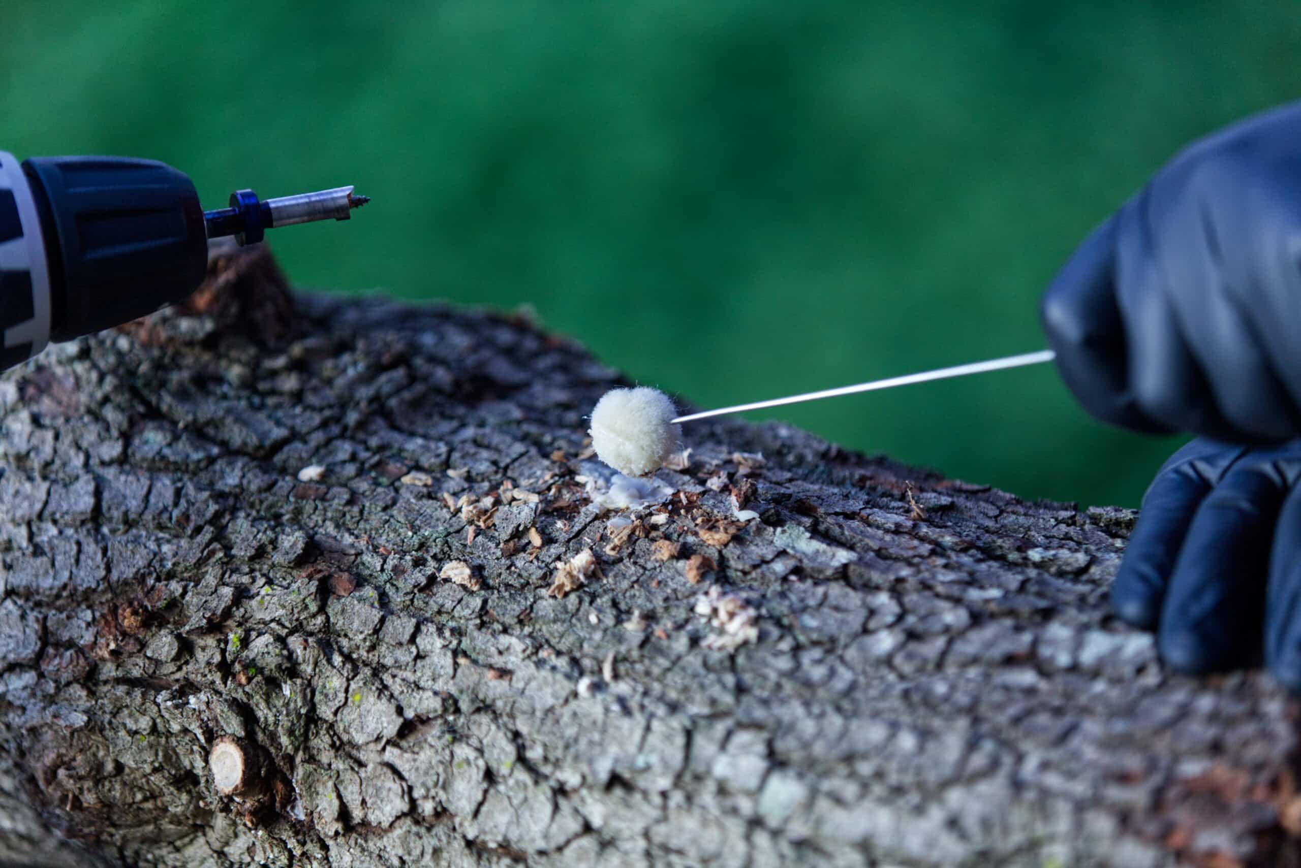 Mushroom Log Kit | Mushroom Inoculation Kit (Log Dowel) 7 A gloved hand uses a tool to insert mushroom spawn into a drilled hole in a tree log.