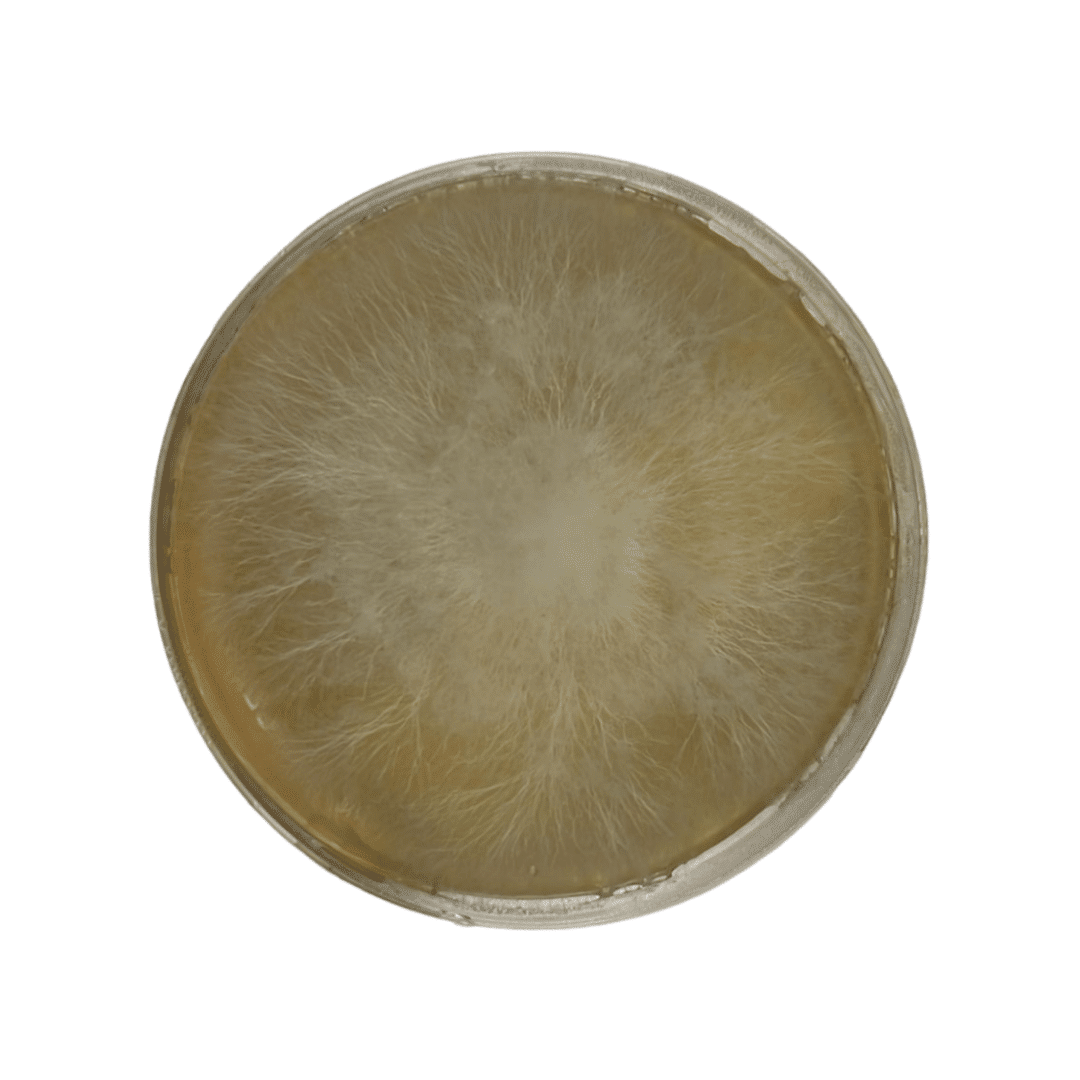 Colonized Mushroom Culture On Agar Plate | Almond Mushroom | Agaricus blazei 1 Circular petri dish with fluffy white mould or fungal colony growing on yellowish agar medium.
