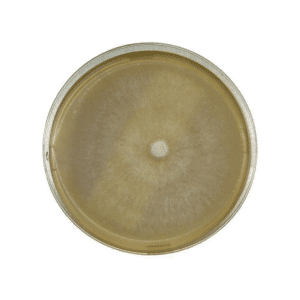A petri dish with a beige, circular mould colony growing in the centre on agar.