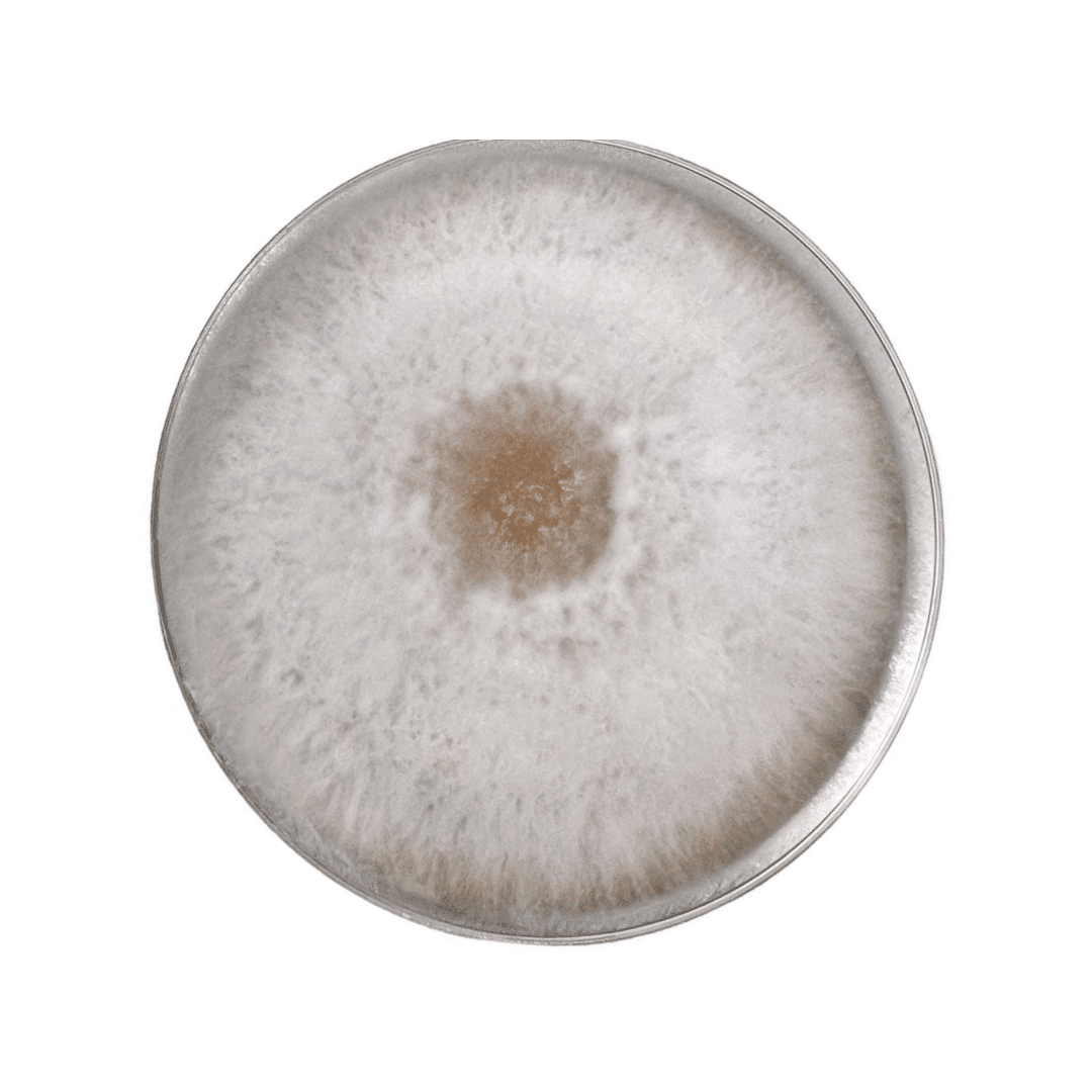 Colonized Mushroom Culture On Agar Plate | Blue Pearl Oyster | Pleurotus columbinus 1 A petri dish with white, fuzzy mould growing in a circular pattern on its surface.