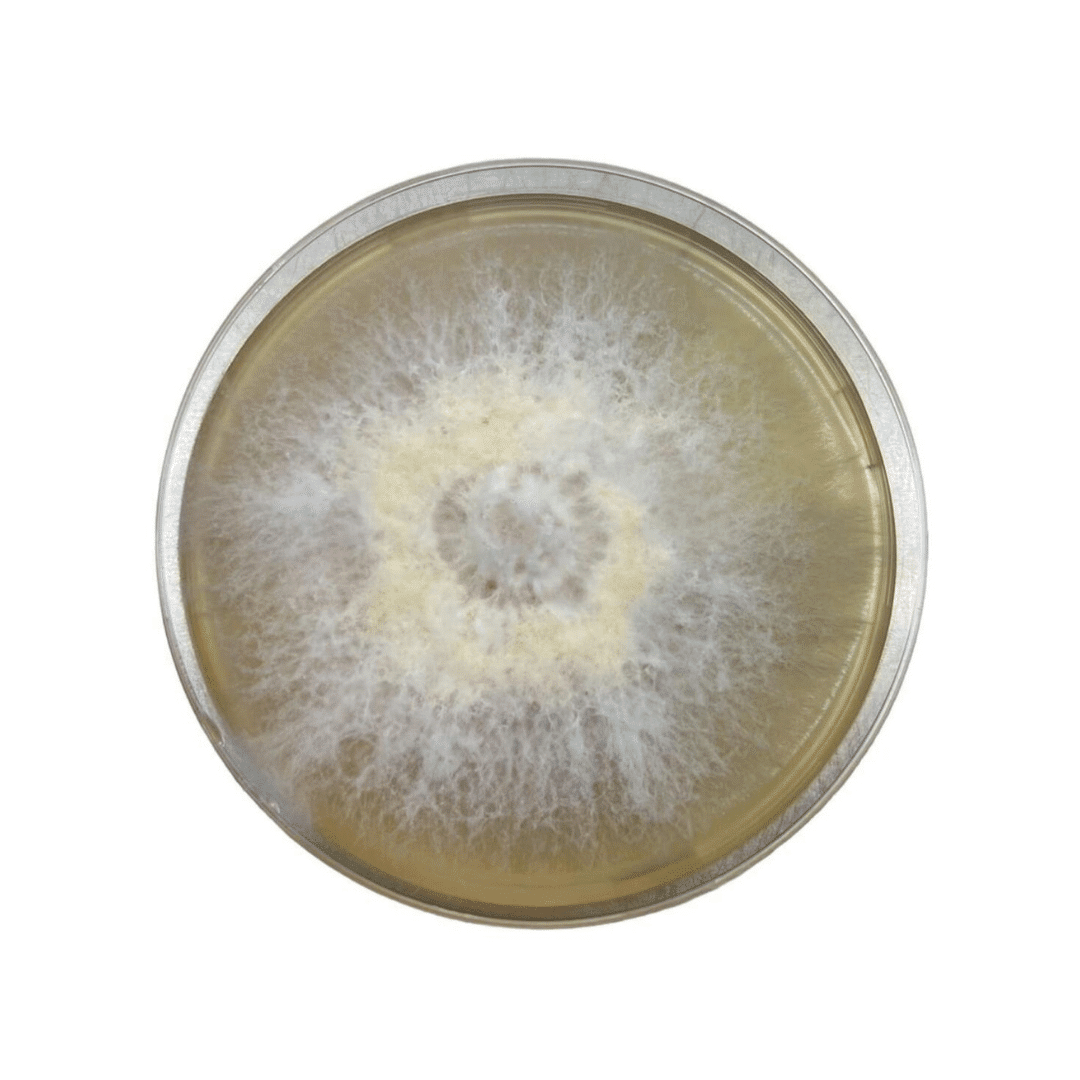 Colonized Mushroom Culture On Agar Plate | Black King Oyster | Pleurotus ostreatus- hybrid 1 A petri dish with white, fuzzy mould growing in a circular pattern on the surface.