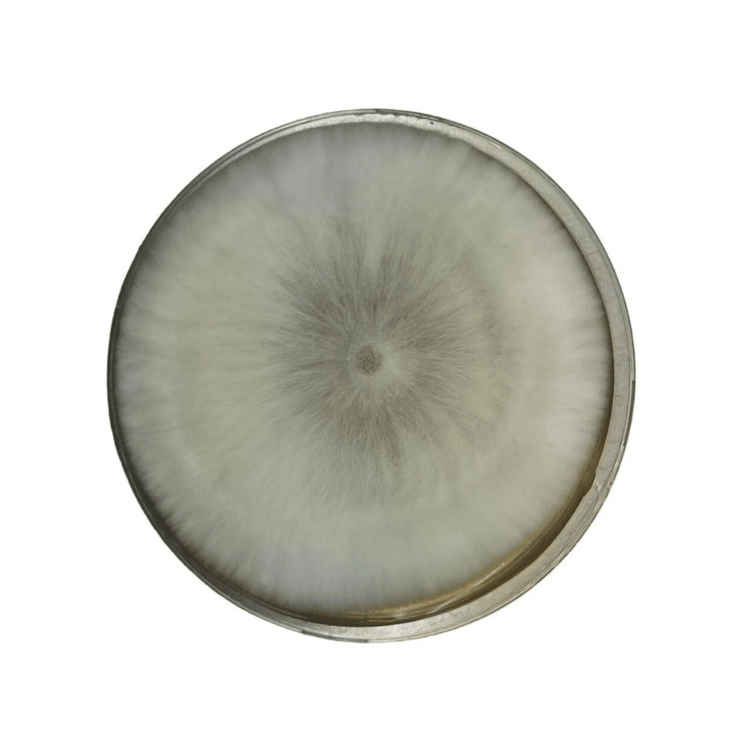 Colonized Mushroom Culture On Agar Plate | Brown Shimeji | Hypsizygus tessulatus 1 A circular petri dish with white mould growing in a radial pattern from the centre.