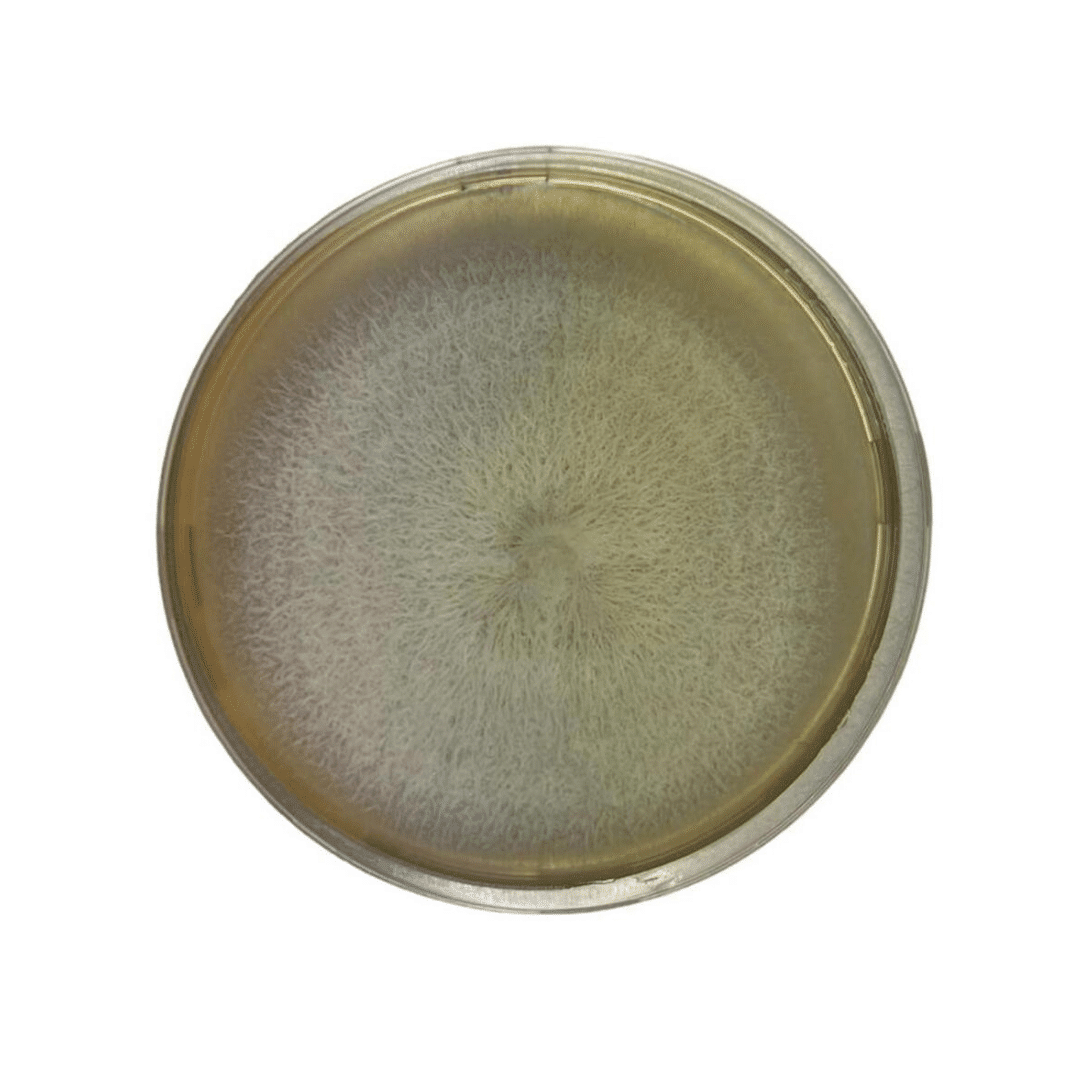 Colonized Mushroom Culture On Agar Plate | Chestnut | Pholiota adiposa 1 A petri dish with a circular, fuzzy mould colony growing in the centre on nutrient agar.