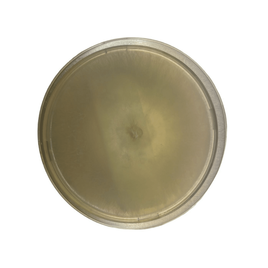 Colonized Mushroom Culture On Agar Plate | Enoki | Flammulina velutipes 1 A round, clear petri dish filled with light yellowish agar, viewed from above on a white background.
