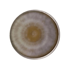 Home 31 A circular petri dish with a fuzzy, brown and white mould colony forming concentric rings.