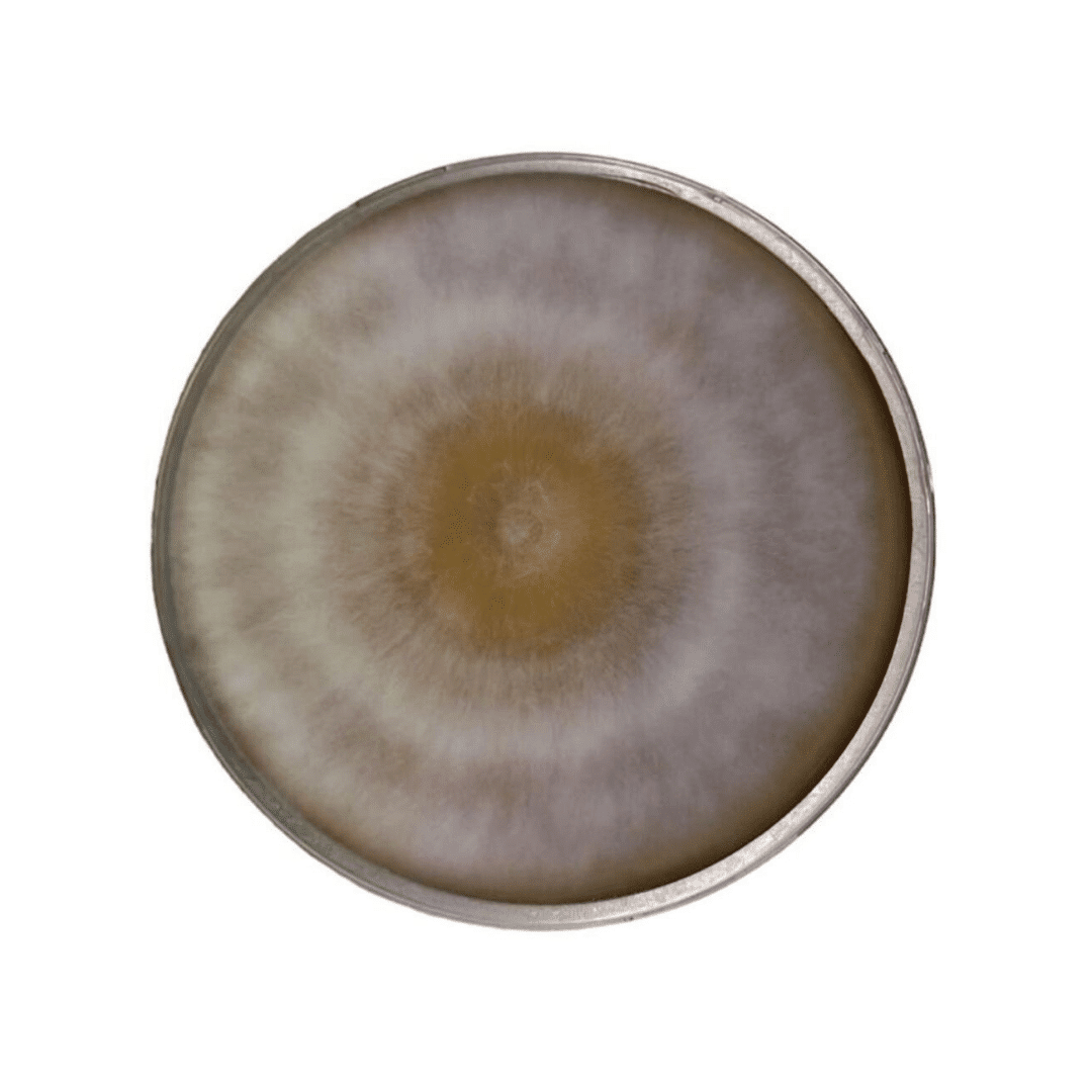 Colonized Mushroom Culture On Agar Plate | Field Blewit | Clitocybe nuda 1 A circular petri dish with a fuzzy, brown and white mould colony forming concentric rings.