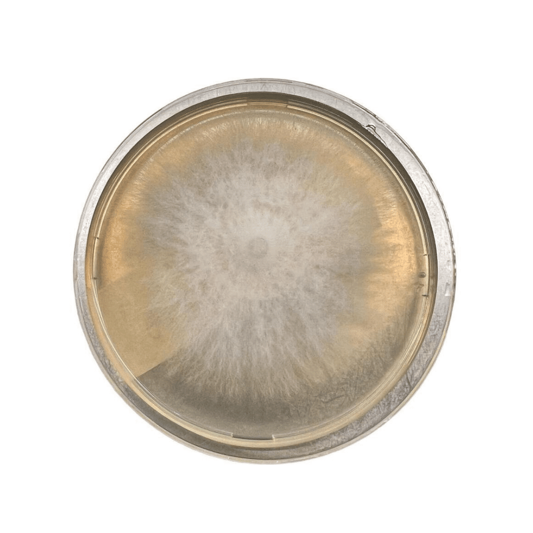 Colonized Mushroom Culture On Agar Plate | Giant King Oyster | Pleurotus eryngii 1 A round petri dish with white and grey mould growing in a circular pattern on its surface.