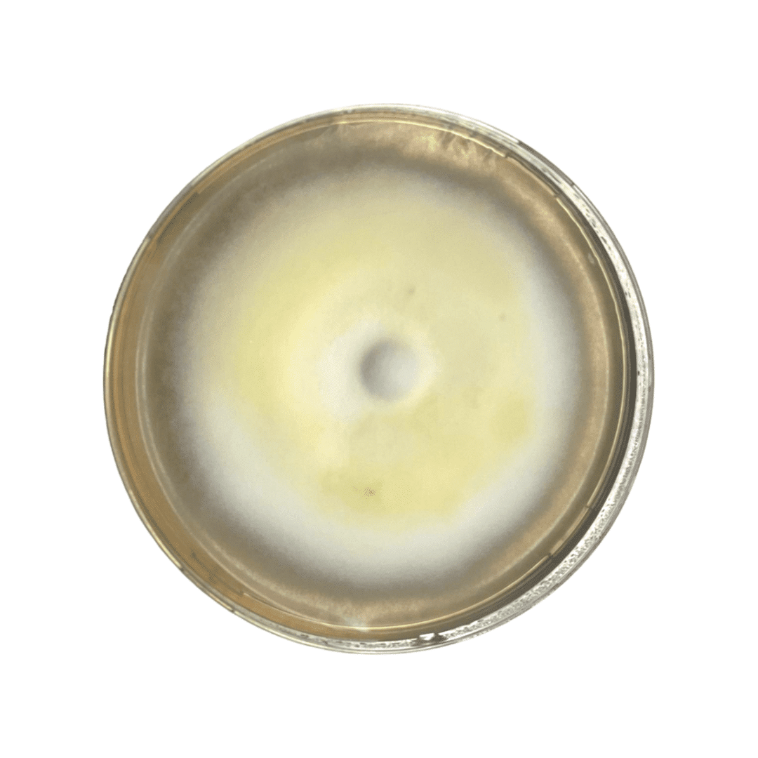 Colonized Mushroom Culture On Agar Plate of Golden Wine Cap (Stropharia rugosoannulata var. lutea) 1 A petri dish with a circular colony of mould, displaying yellow and white concentric rings.