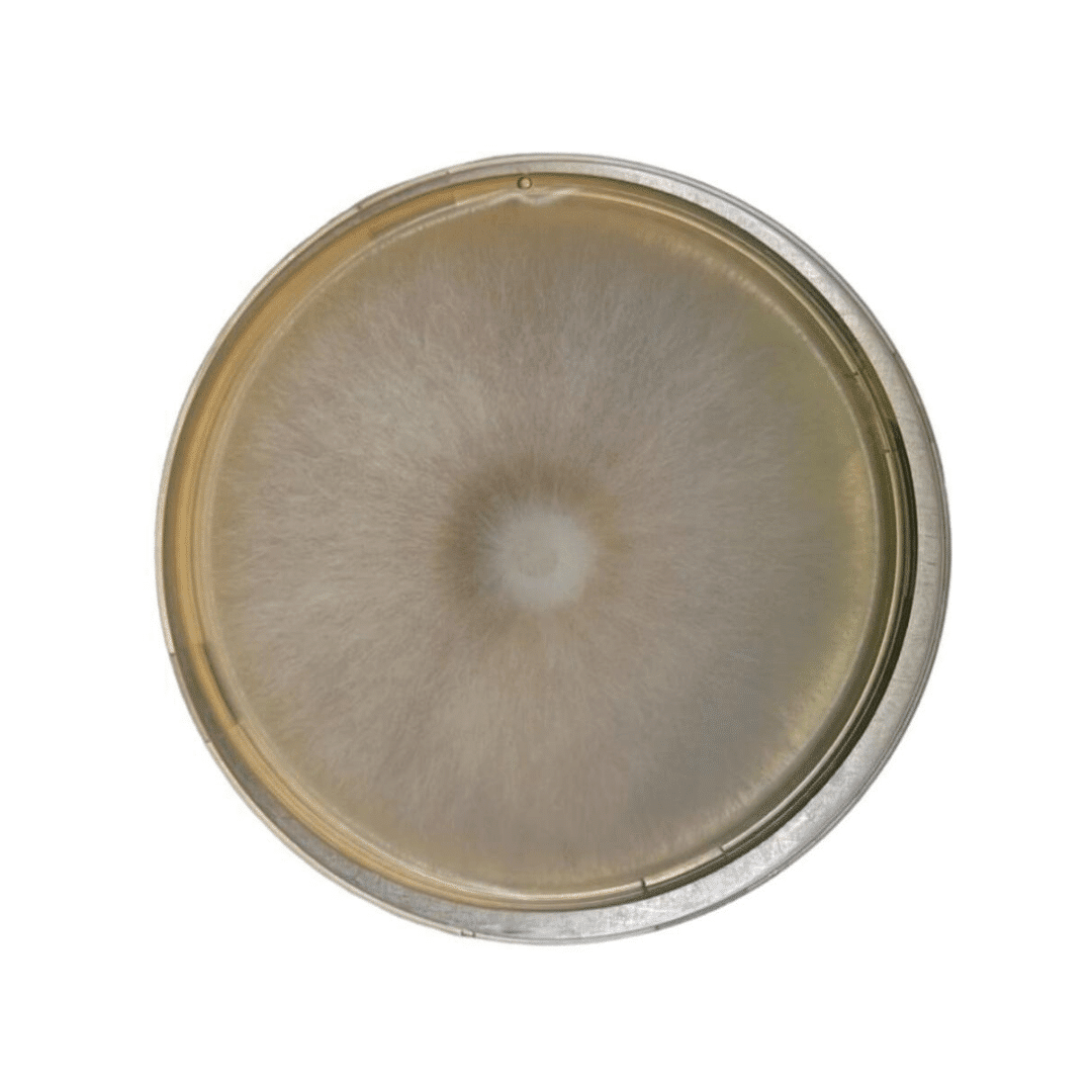 Colonized Mushroom Culture On Agar Plate | Ivory Shimeji | Hypsizygus tessulatus 1 Petri dish with a circular, fuzzy mould colony growing in the centre on a yellowish agar medium.