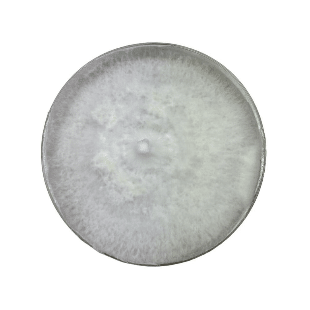 Colonized Mushroom Culture On Agar Plate | King of Pearl Oyster | Pleurotus ostreatus 1 A round petri dish filled with white, fluffy mould or fungal growth.