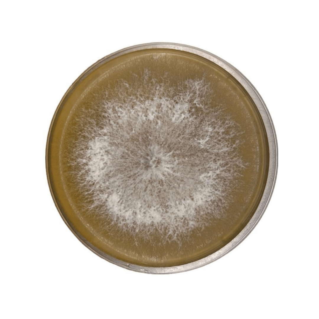 Colonized Mushroom Culture On Agar Plate | Lion’s Mane Claw Heat Tolerant |  Hericium erinaceus 1 Round petri dish with white, fuzzy mould colony growing on brown agar medium, viewed from above.