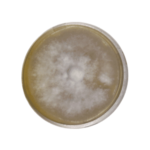 Home 30 A petri dish with white, fuzzy mould colony growing on a yellowish agar medium.