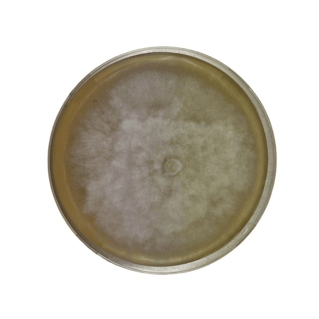 Colonized Mushroom Culture On Agar Plate | Maitake | Grifola frondosa 1 A petri dish with a large, circular white mould colony growing on its surface.