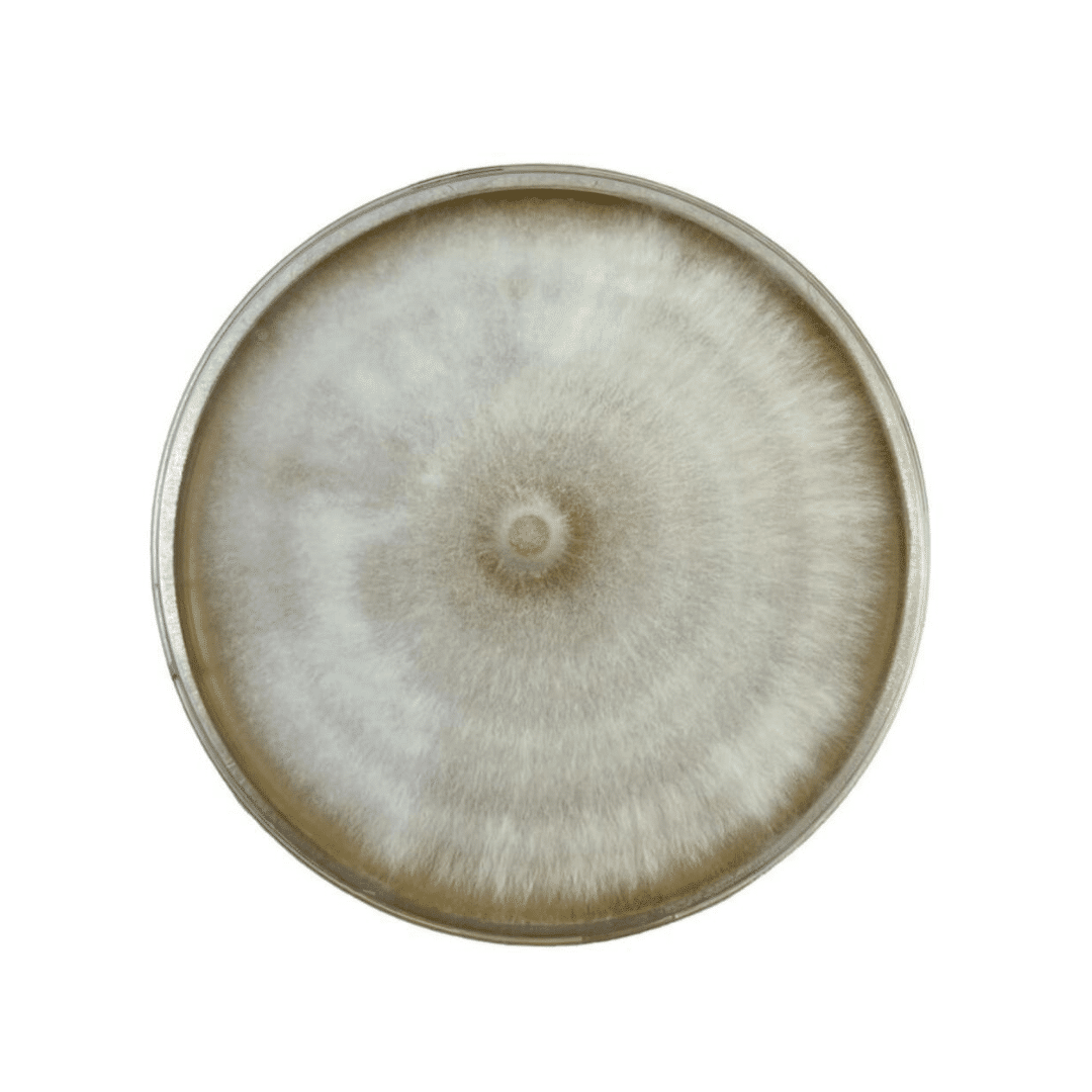 Colonized Mushroom Culture On Agar Plate | Nameko | Pholiota microspora 1 A round petri dish showing a circular, fuzzy mould colony with light brown and white concentric rings.