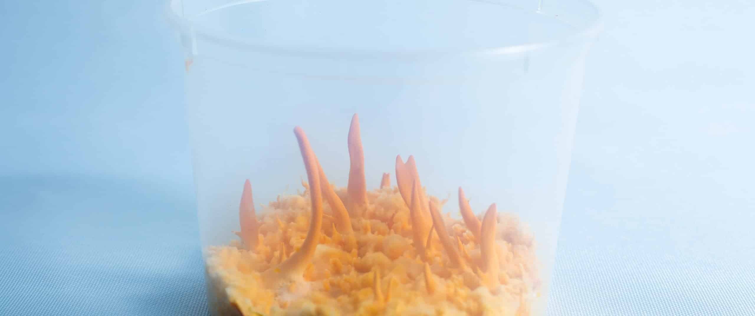 Cordyceps militaris Mushroom Grow Kit 4 Clear plastic cup with orange fungus or spikes growing upwards from a yellowish base inside.