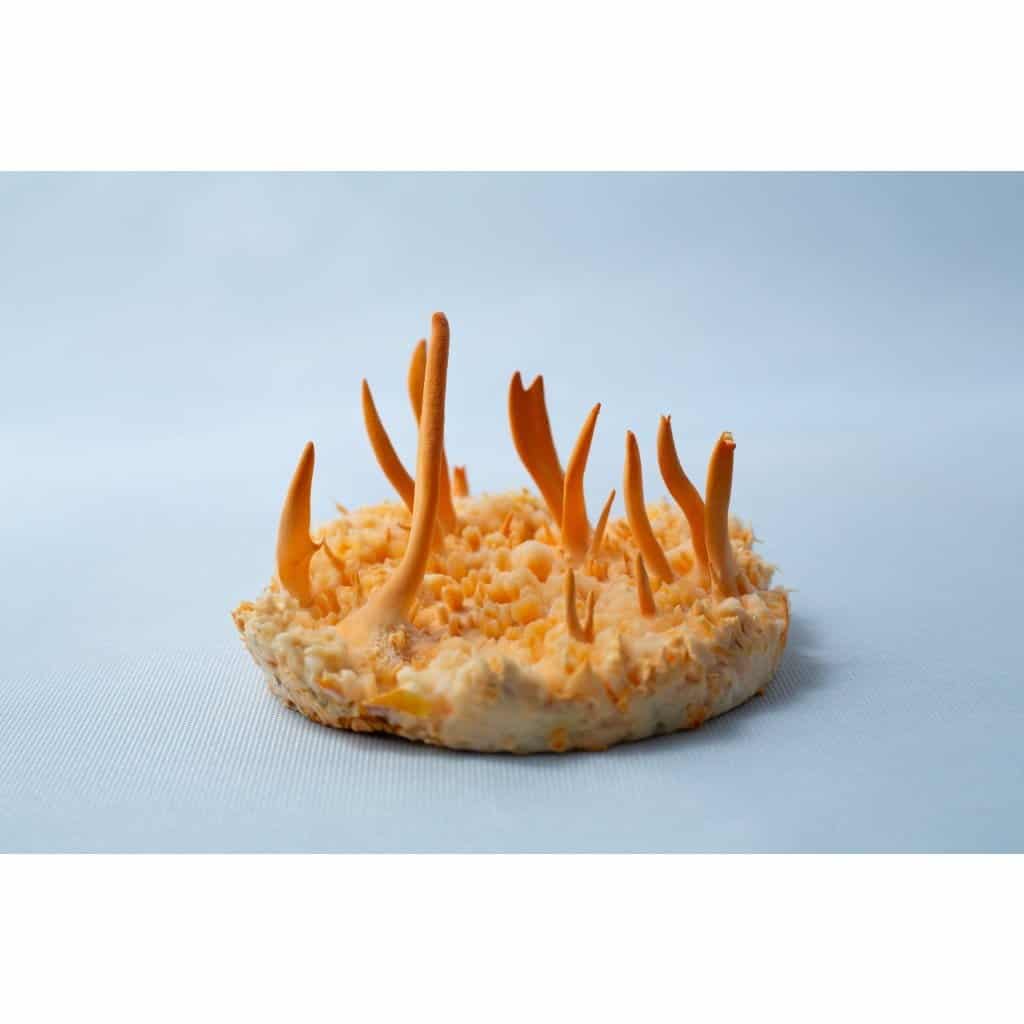 Round orange fungus with tall, thin spikes growing upward on a light blue fabric background.
