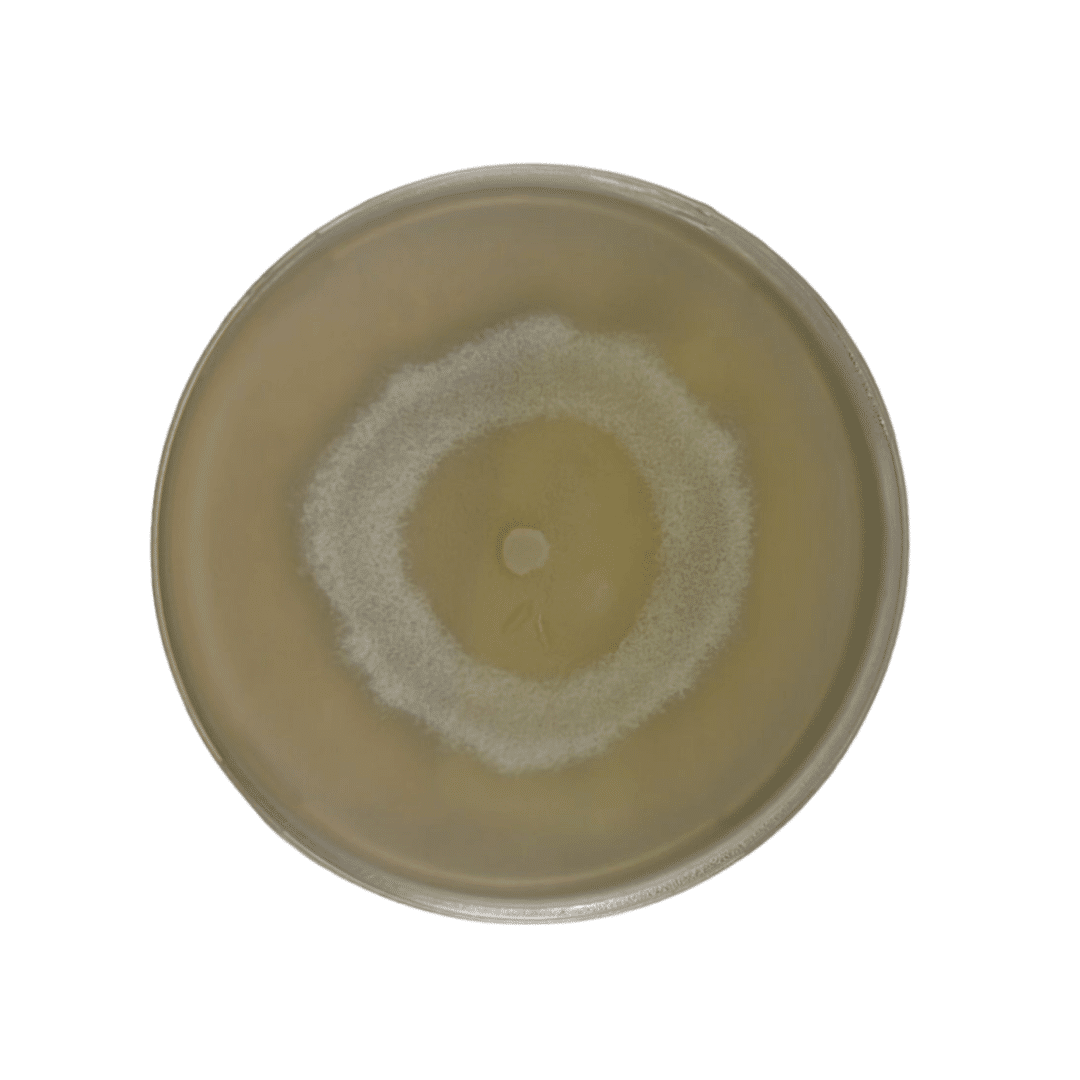 Colonized Mushroom Culture On Agar Plate | Paddy Straw | Volvariella volvacea 1 Round petri dish with a circular, white mould colony growing on a yellowish agar surface, viewed from above.
